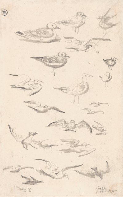 Studien von Möwen von James Ward